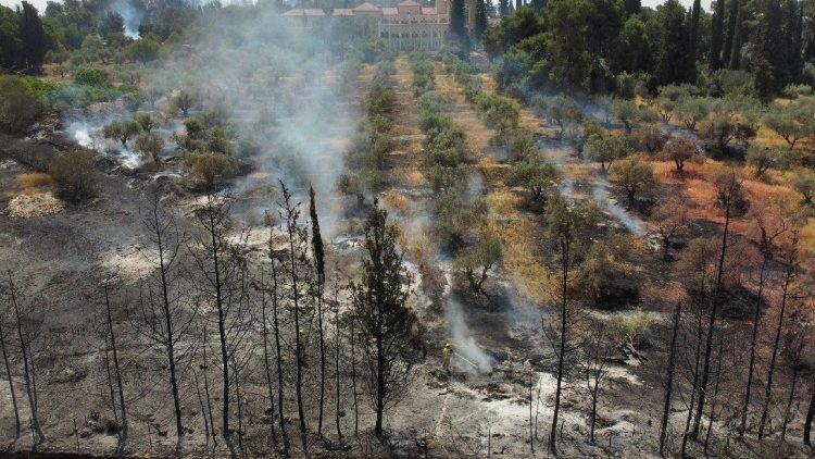 Más de mil bosques fueron arrasados por el macroincendio que sucedió a las afueras de Jerusalén.